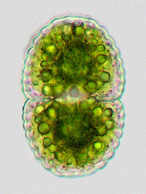 Cosmarium speciosum